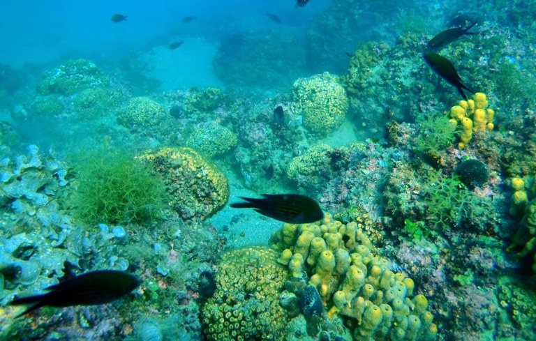 Lovrenc Lipej kamene korale in podvodni svet.JPG